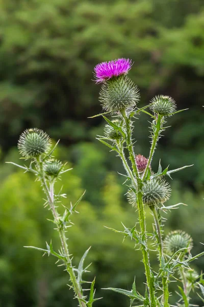 Blessed milk thistle flowers in field, close up. Silybum marianum herbal remedy, Saint Mary's Thistle, Marian Scotch thistle, Mary Thistle, Cardus marianus bloom