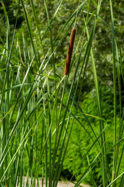 Reed Mace Φυτό Επίσης Γνωστό Γάτα Ουρά Bulrush Βάλτος Λουκάνικο — Φωτογραφία Αρχείου