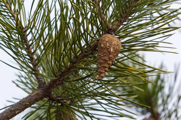 松枝在自然环境中的松枝小枝特写的21世纪松果 美丽的自然背景 — 图库照片