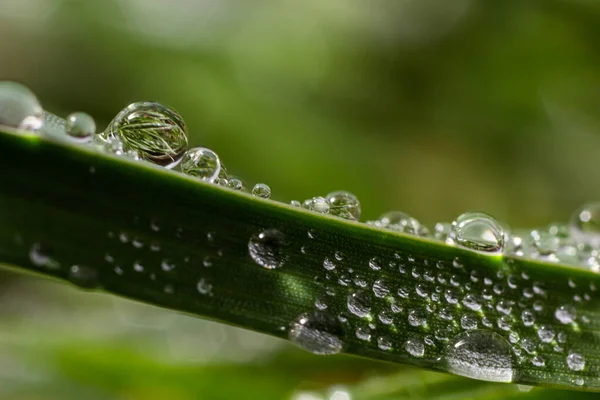 Vatten Droppar Det Gröna Gräset Morgondagg Vattnande Växter Droppar Fukt — Stockfoto