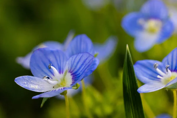 Niebieskie Kwiaty Veronica Chamaedrys Zbliżyć Łące Słoneczną Pogodę — Zdjęcie stockowe