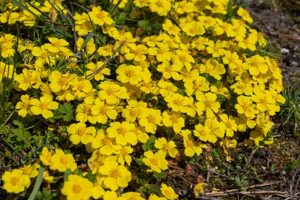 Potentilla neumanniana sarı çiçekli bir çalıdır..