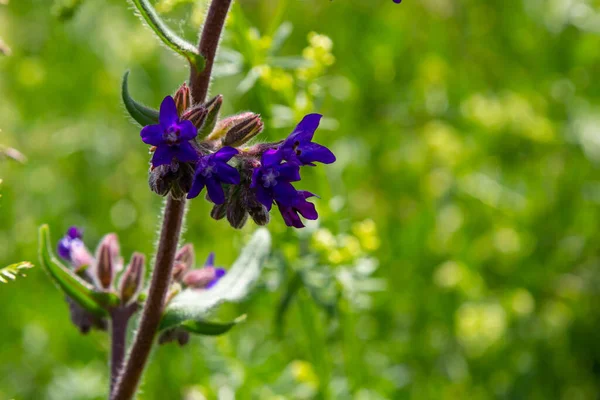 Anchusa Officinalis Commonly Known Common Bugloss Alkanet Green Background — Foto Stock