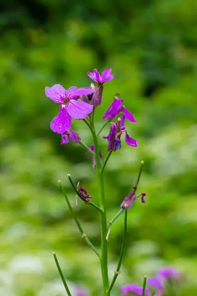 Hesperis Matronalis Summer Violet Herbaceous Perennial Biennial Brassicaceae Family Closeup — Stock Photo, Image