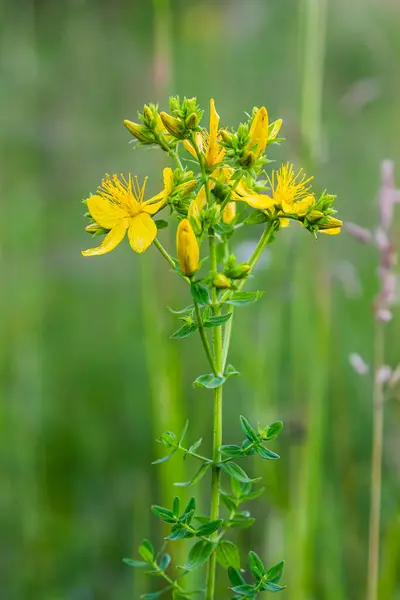 stock image close-up of the yellow blossoms of Hypericum perforatum, a herbal medicine.