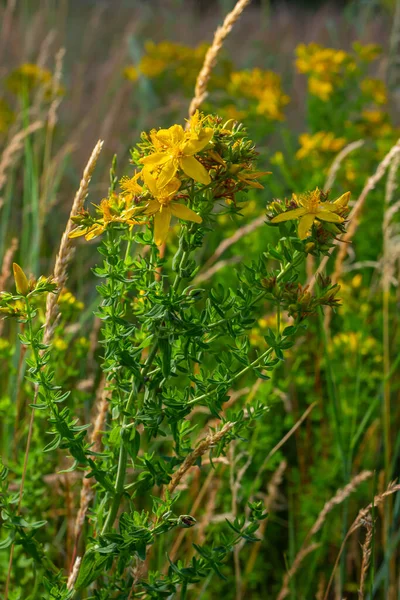 Hypericum perforatum sarı çiçeklerine yakın plan, bitkisel bir ilaç..