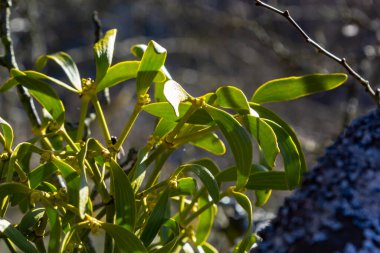 Beyaz ökse otunun yeşil dalları, Viscum albümü, Santalaceae, sembol romantizmi, doğurganlık ve canlılık, hemiparöz bitki, ağaç katili, ağaç budama, ağaç dallarındaki beyaz ökseotu..