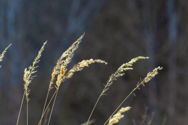 Calamagrostis epigejos çimleri. Tarlada küçük sazlıklar var. Güzel güneşli manzara, yaz arkaplanı..