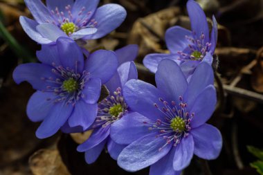 İlk tek bir kır çiçeğinin güzel makro çekimi Büyük Mavi Hepatisa Hepatisa transsylvanica ilkbaharın başlarında kuru yapraklar arasında çiçek açmaya başlar.