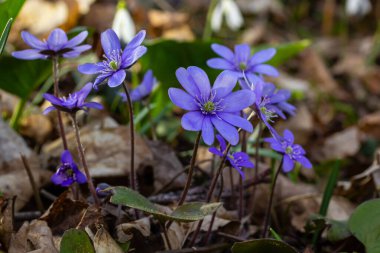 İlk tek bir kır çiçeğinin güzel makro çekimi Büyük Mavi Hepatisa Hepatisa transsylvanica ilkbaharın başlarında kuru yapraklar arasında çiçek açmaya başlar.