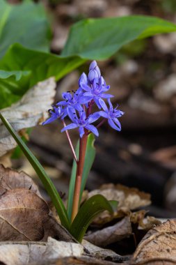 Scilla bifolia, Asparagaceae familyasından uzun ömürlü bir bitki türü. Erken dönem çiçekli bitki Scilla bifolia 'nın sanat fotoğrafı..