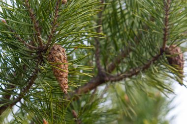 Doğal ortamda bir çam dalı. Dal üzerinde yirmibir kozalakları, yakın plan, güzel doğal arka plan.