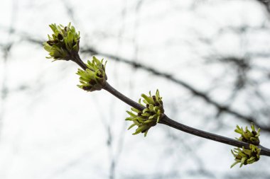 Bahar başında bir ağaç dalında tomurcuklanan tomurcuklar. Baharın başlarında, arka planda bulanık bir dal. İlk bahar yeşillikleri.