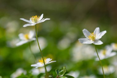 Bahar ormanındaki bir sürü yabani çiçek. Çiçekli güzellik, doğa, doğal. Güneşli bir yaz günü, parkta yeşil çimenler. Anemonoides nemorosa.