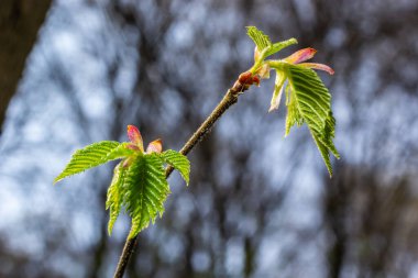 Carpinus Betulus 'un genç yeşil yaprakları, Avrupalı ya da sıradan boynuz kirişi. Bulanık kahverengi bahar arka planında güzel dallar. Her tasarım için doğa konsepti. Mesajın için yer aç. Seçici odak.