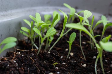 Toprakta filizlenen genç bitkilerin en üst görüntüsü. Tohumlar açık alana ekilmeden önce hazırlanır. Karanlık bir arka planda taze filizler.