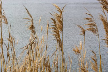 Yaygın kamış Phragmites australis. Göl suyunun arka planına karşı sazlıktan yapılma tüylü kuru gövdeler. Tasarım için Doğa Konsepti.