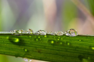 Yeşil çimlerin üzerine su damlaları. Sabah çiği, sulama bitkileri. Yağmurdan sonra yapraklara damlayan nem. Çevresel bir temanın güzel yeşil arkaplanı.