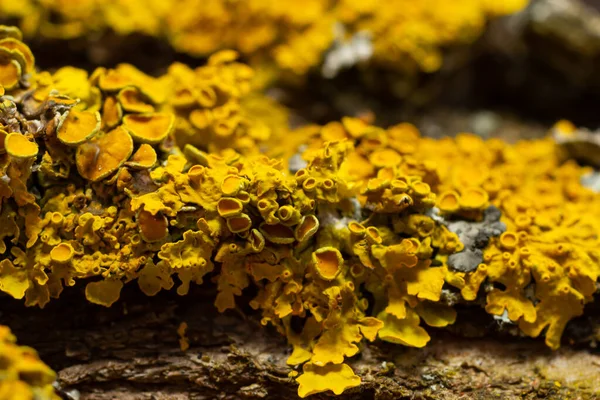 Xanthoria Parietina Common Orange Lichen Yellow Scale Maritime Sunburst Lichen —  Fotos de Stock