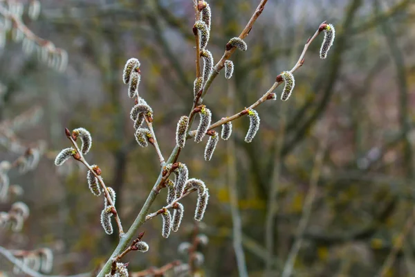 Pussy Willow Salix Caprea Male Mass Flowering Willow Cats Early — 스톡 사진