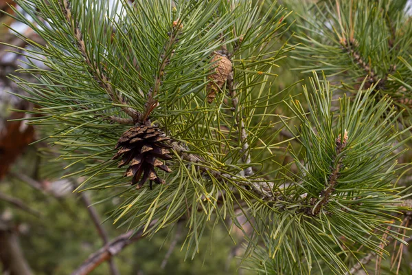 青い春の空に対して松の枝に昨年の茶色のコーン 選択的フォーカス 松の枝に豪華な長い針 デザインのための自然概念 背景としてのテクスチャ — ストック写真