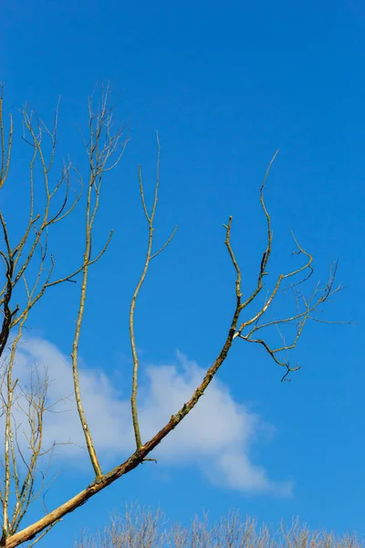 Trockener Ast Ohne Blätter Auf Dem Hintergrund Des Blauen Himmels — Stockfoto