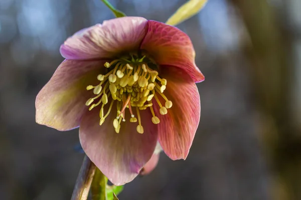 stock image Early spring forest blooms hellebores, Helleborus purpurascens. Purple wildflower in nature. Hellebore macro details.