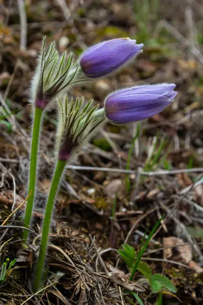 Pulsatilla Slavica Spring Flower Forest Beautiful Purple Fluffy Plant Blooms — Stock Photo, Image