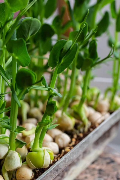 Fresh micro greens growing peas sprouts for healthy salad. Fresh natural organic product.