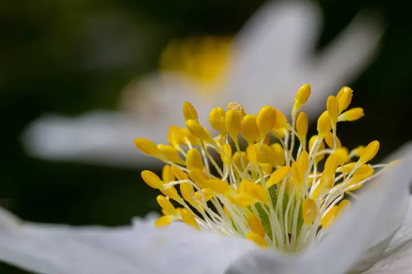 Anemone Bahar Ormanı Nda Yakın Plan Çiçeklerin Güzelliği Doğa Doğallık Telifsiz Stok Imajlar