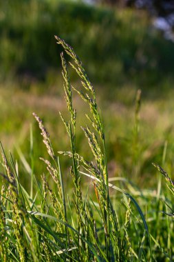 Çimen çayır çayırı. Çelik panikle kaplı. Poa pratensis yeşil çayır Avrupa otları.