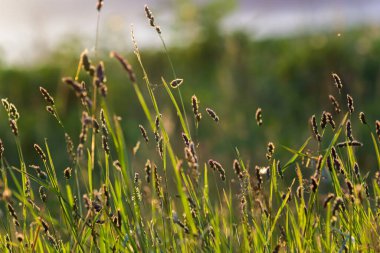 Yeşil çimenlere karşı Dactylis bitkisi. Dactylis glomerata otları çayırlarda yetişir. Dactylis glomerata, aynı zamanda horoz ayağı, meyve bahçesi otu ya da kedi otu olarak da bilinir..