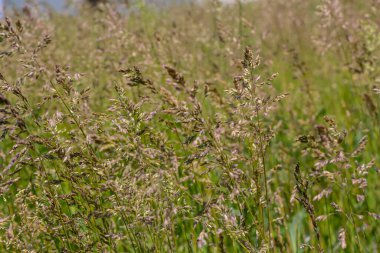 Çimen çayır çayırı. Çelik panikle kaplı. Poa pratensis yeşil çayır Avrupa otları.