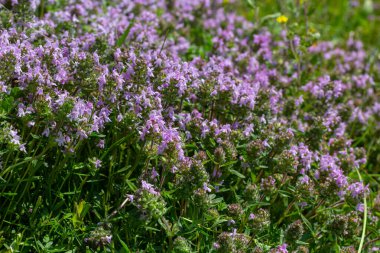 Çiçekli kokulu Thymus Serpilllum, Breckland yabani kekik, sürünen kekik, ya da elf kekik yakın çekim, makro fotoğraf. Güneşli bir günde tarlada güzel yiyecekler ve tıbbi bitkiler.
