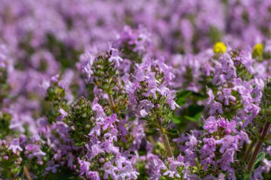Çiçekli kokulu Thymus Serpilllum, Breckland yabani kekik, sürünen kekik, ya da elf kekik yakın çekim, makro fotoğraf. Güneşli bir günde tarlada güzel yiyecekler ve tıbbi bitkiler.