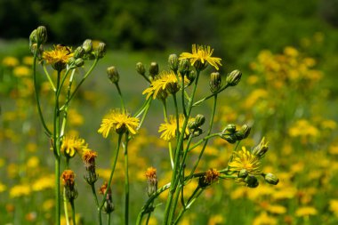 Parlak sarı Pilosella caespitosa ya da Meadow Hawkweed çiçeği, yaklaşın. Hiyeracium pratense Tausch ya da Sarı Kral Şeytan uzun boylu, çiçek açan, yabani bitki, terk edilmiş otlaklarda ya da yol kenarlarında yetişir..