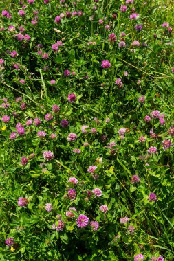 Trifolium pratense, kırmızı yonca. Yazın çayırdaki değerli çiçekleri toplayın. Şifalı ve bal taşıyan bitki, yem ve halk tıbbında tıbbi olarak yontulmuş yabani otlar..