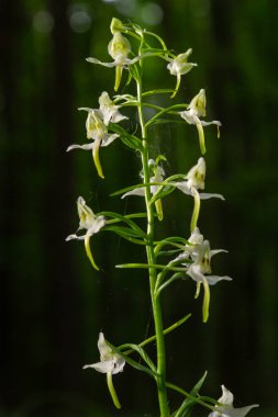 Platanthera bifolia, Platanthera familyasından bir orkide türüdür. Ormanda çiçek açtı..