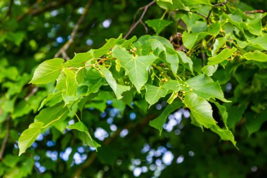 Ağaç dallarında yetişen Tilia yaprakları ve meyveleri.