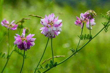 Securigera varia or Coronilla varia, commonly known as crownvetch or purple crown vetch.