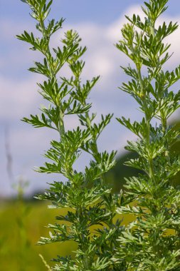 Gümüş yeşili Wormwood arka planda kalır. Artemisia Absinthium, bitkisel mutfak bahçesindeki pelin otu bitkisi, kapat, makro.