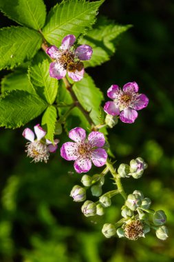 Baharda yumuşak pembe böğürtlen çiçekleri ve tomurcukları - Rubus fruticosus.