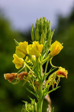 Sarı akşam çuha çiçeği Oenothera biennis, kozmetik, cilt bakımı ve egzama için ilaç fabrikası.