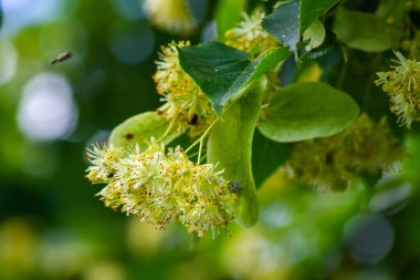 Tilia Cordata ıhlamur ağacı dalları açmakta, bahar zamanı çiçek açan küçük yapraklı limon, bahar günışığında yeşil yapraklar..