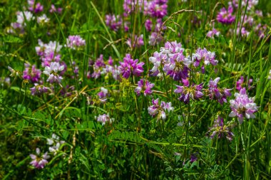Securigera varia ya da Coronilla varia, Crownvetch ya da mor taç vetch olarak bilinir..