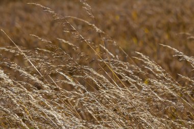 Çimen çayır çayırı. Çelik panikle kaplı. Poa pratensis yeşil çayır Avrupa otları.