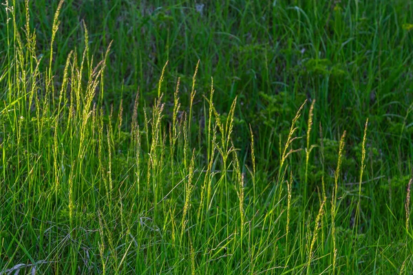 Lolium Perenne Ray Grass Vivace — Photo
