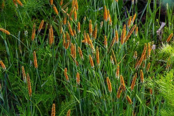 Close Meadow Blooming Orange Alopecurus Aequalis Common Species Grass Known — Stock Photo, Image