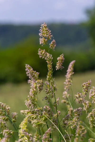 stock image Plant Dactylis against green grass.In the meadow blooms valuable fodder grass Dactylis glomerata.Dactylis glomerata, also known as cock's foot, orchard grass, or cat grass.