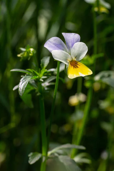 Wild Viola Arvensis Field Pansy Flowerbed Abloom Beautiful Wild Flowering — Stock Photo, Image